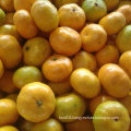 Good Quality of Fresh Sweet Baby Mandarin